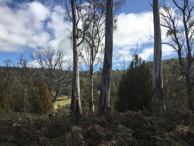 970 Marked Tree Road, Gretna TAS 7140