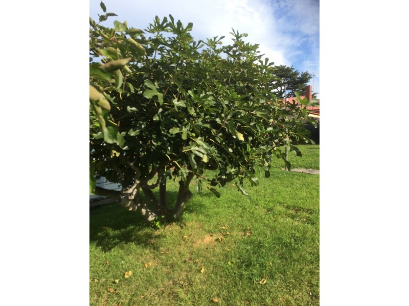 2/425 Elizabeth Street, North Hobart TAS 7000