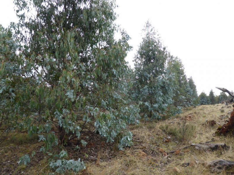 1734 Fourteen Mile Road, Bronte Park TAS 7140