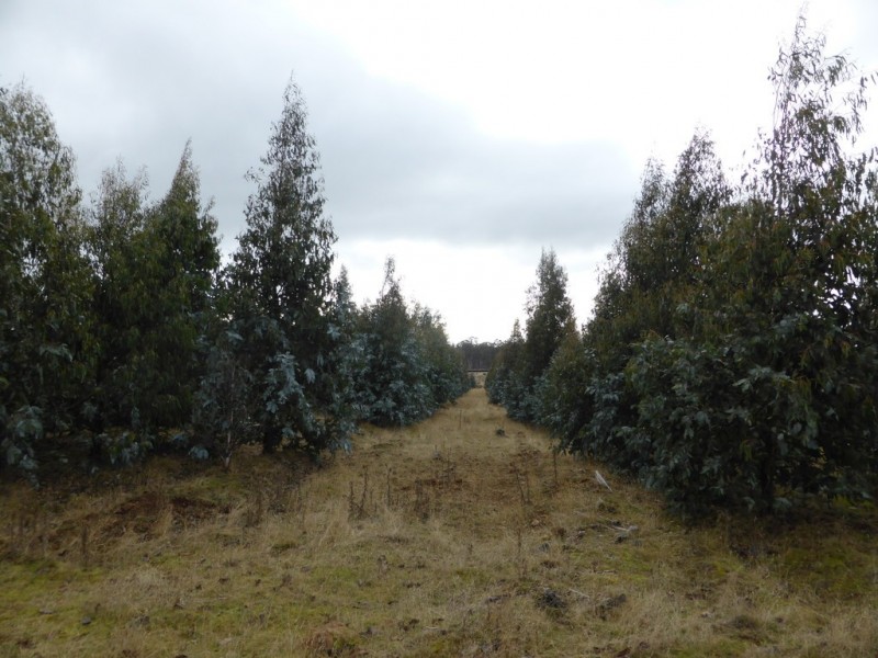 1734 Fourteen Mile Road, Bronte Park TAS 7140