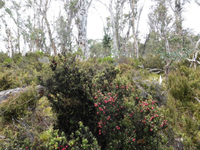 1734 Fourteen Mile Road, Bronte Park TAS 7140