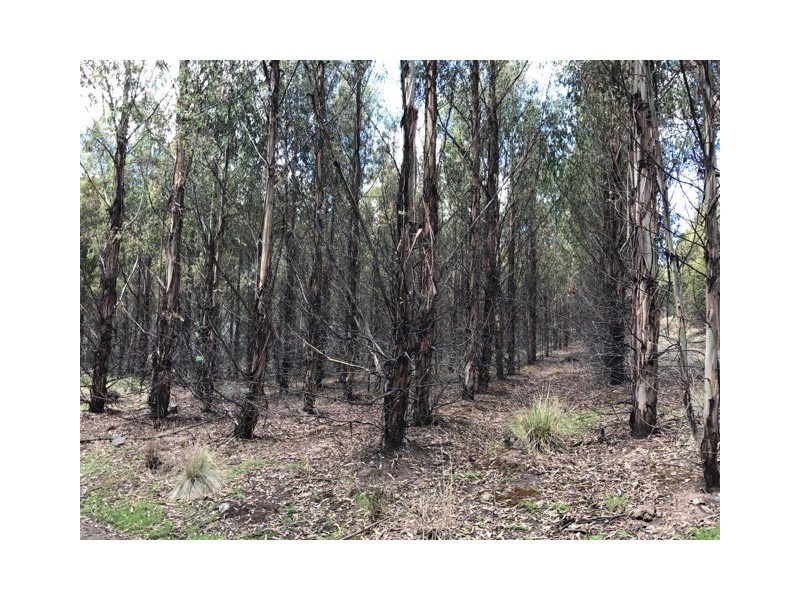 172 McGuires Marsh Road, Osterley TAS 7140