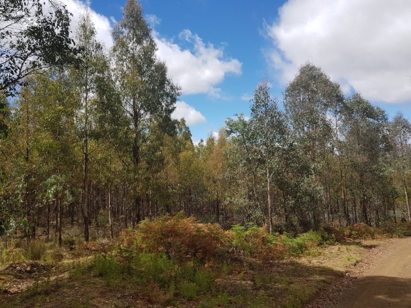 172 McGuires Marsh Road, Osterley TAS 7140