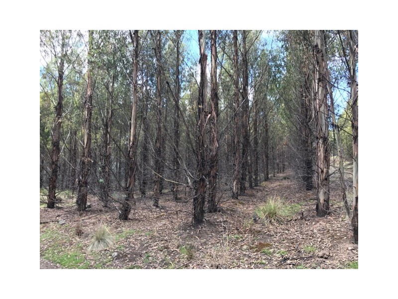 172 McGuires Marsh Road, Osterley TAS 7140