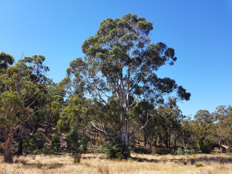 158A Ellendale Road, Westerway TAS 7140