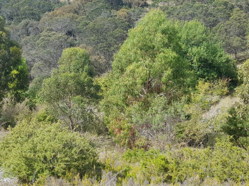 5A Taronga Road, Bonnet Hill TAS 7053