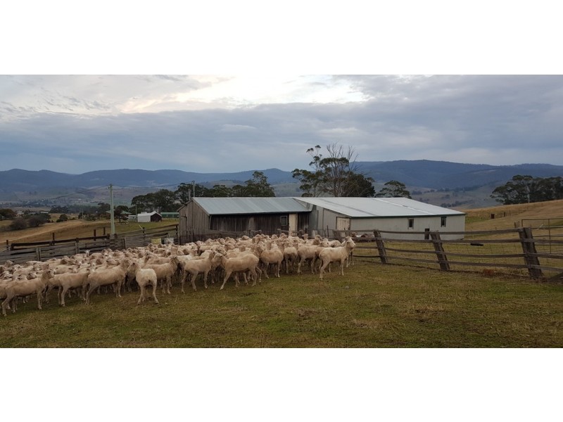 313 Rhyndaston Road, Rhyndaston TAS 7120