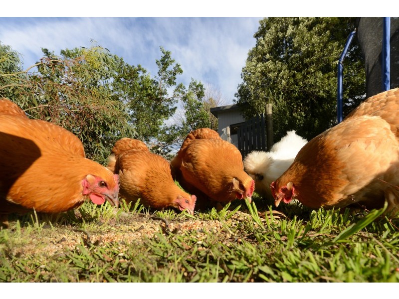 12 Garnett Street, Blackmans Bay TAS 7052