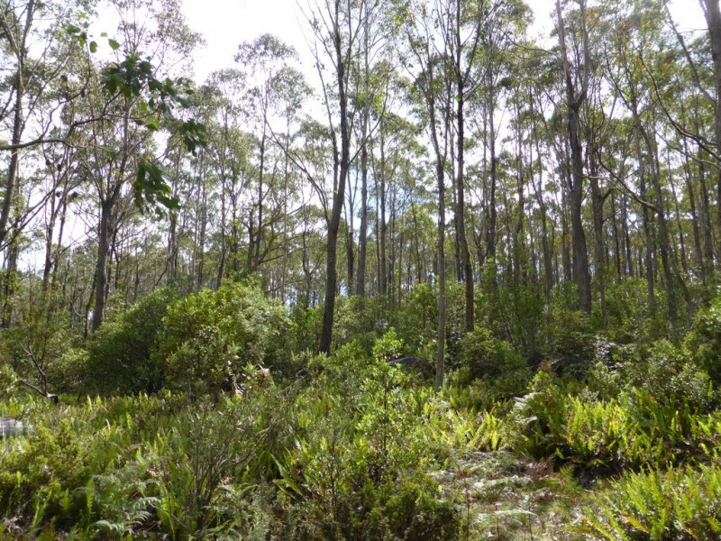 2857 Woodsdale Road, Woodsdale TAS 7120