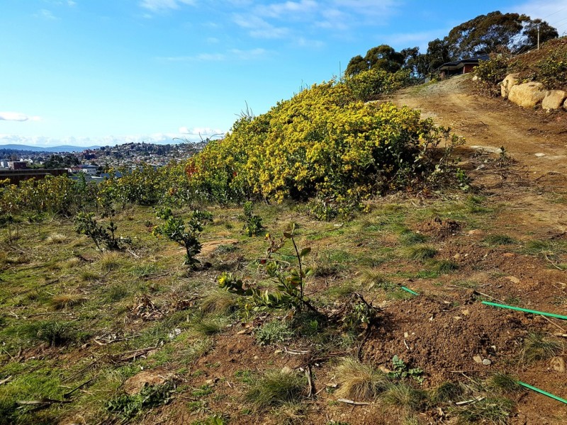 9 Rushwood Court, Lenah Valley TAS 7008