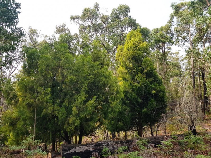 Lot 3, 456 White Hill Road, Forcett TAS 7173