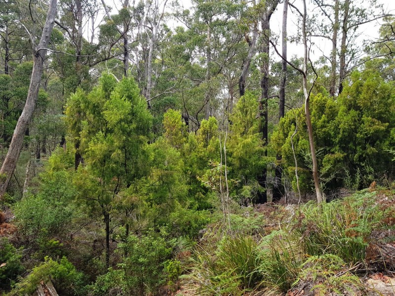 Lot 3, 456 White Hill Road, Forcett TAS 7173