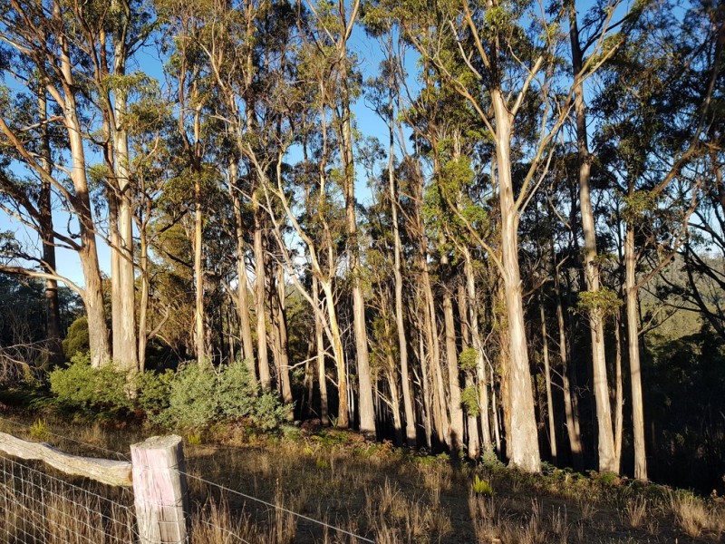 Lot 3, 456 White Hill Road, Forcett TAS 7173