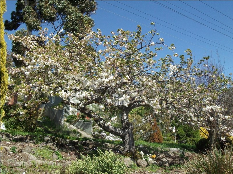 Lenah Valley TAS 7008