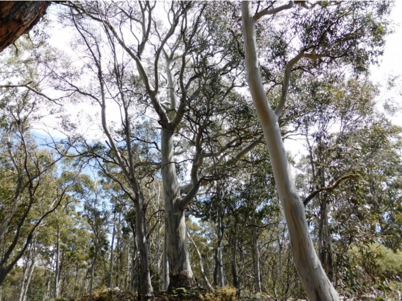 00 Browns Marsh Road, Bronte Park TAS 7140