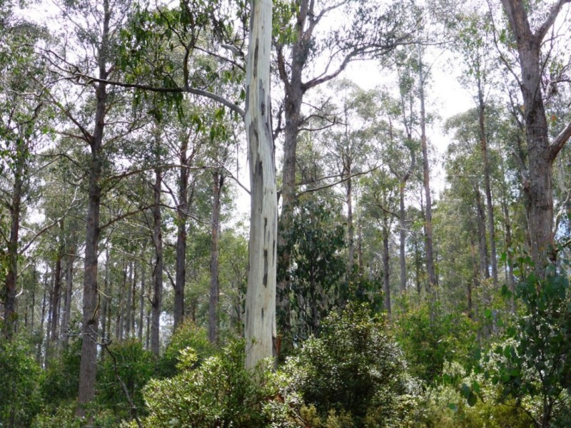 00 Browns Marsh Road, Bronte Park TAS 7140