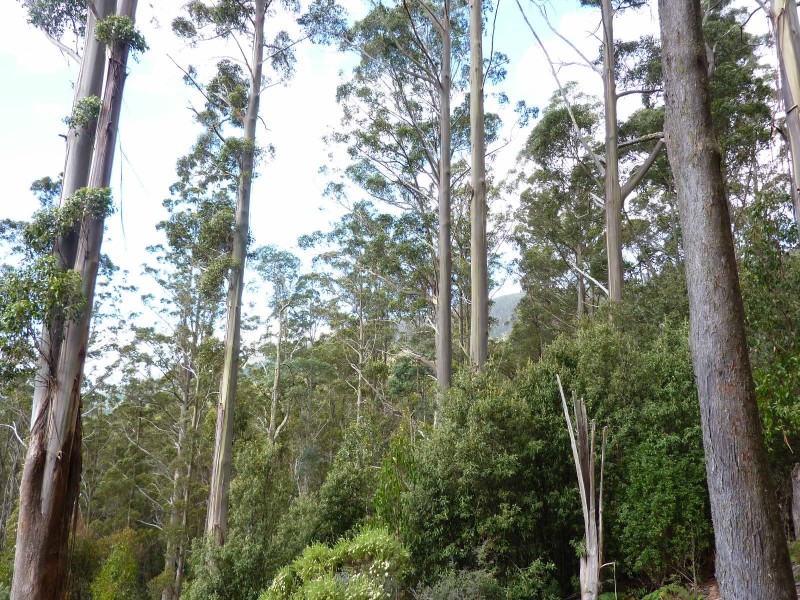 00 Abbotts Road, Maydena TAS 7140
