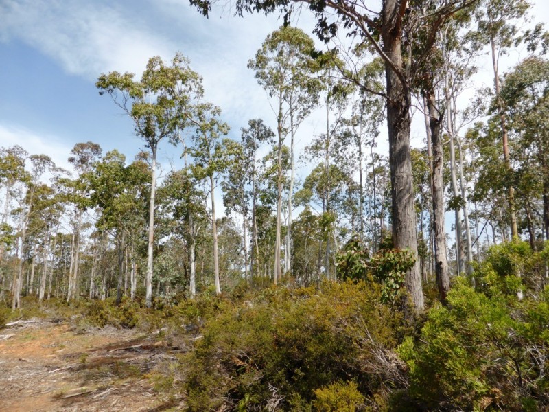 03 Victoria Valley Road, Bronte Park TAS 7140