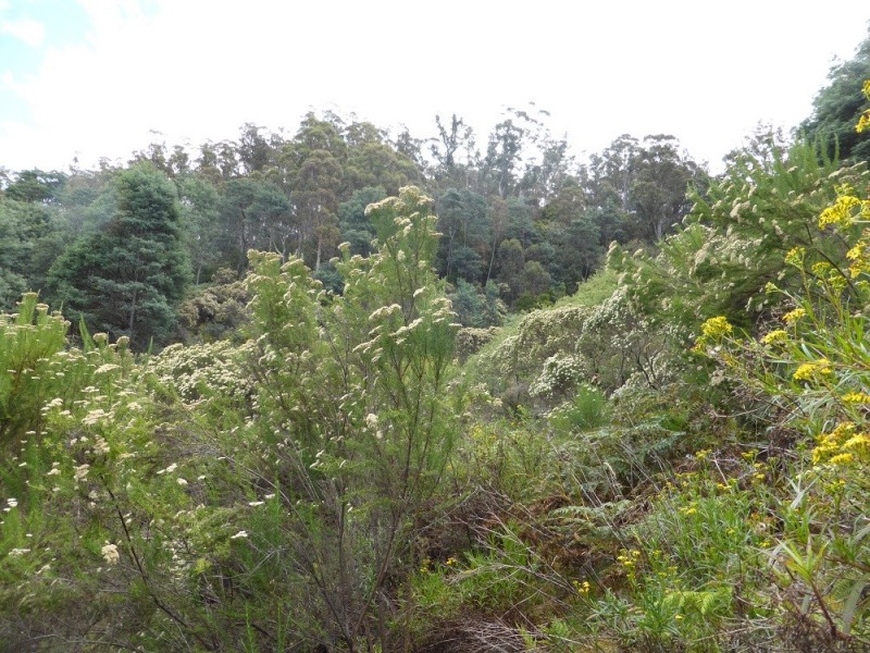 Lot 1 Couchs Hill Road, Lucaston TAS 7109