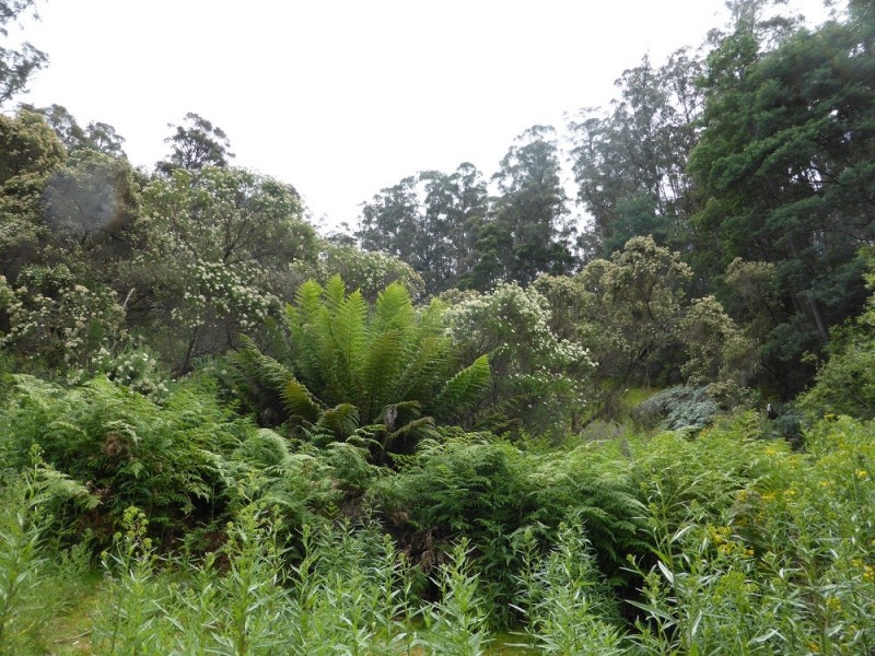 Lot 1 Couchs Hill Road, Lucaston TAS 7109