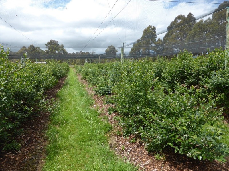 268 Krauses Road, Lower Longley TAS 7109