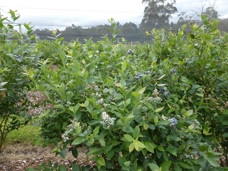 268 Krauses Road, Lower Longley TAS 7109