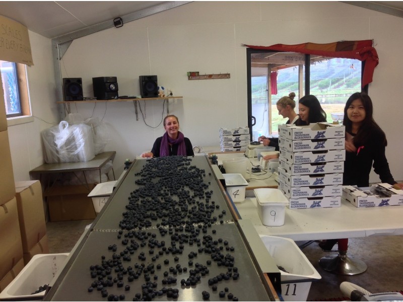 268 Krauses Road, Lower Longley TAS 7109