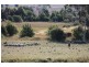 234 White Kangaroo Road, Campania TAS 7026