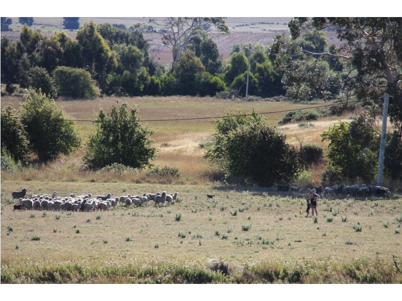 234 White Kangaroo Road, Campania TAS 7026