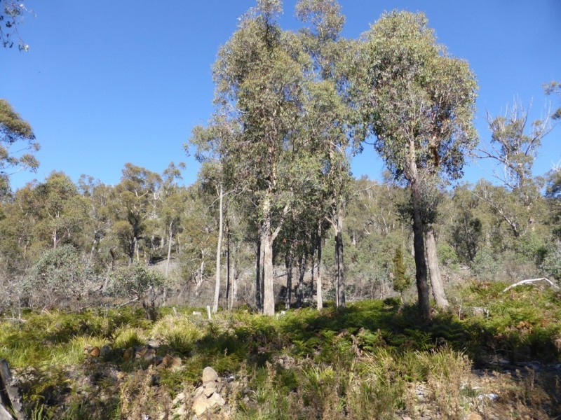 Lot 1 and Lot 2 Alma Tier Road, Interlaken TAS 7030