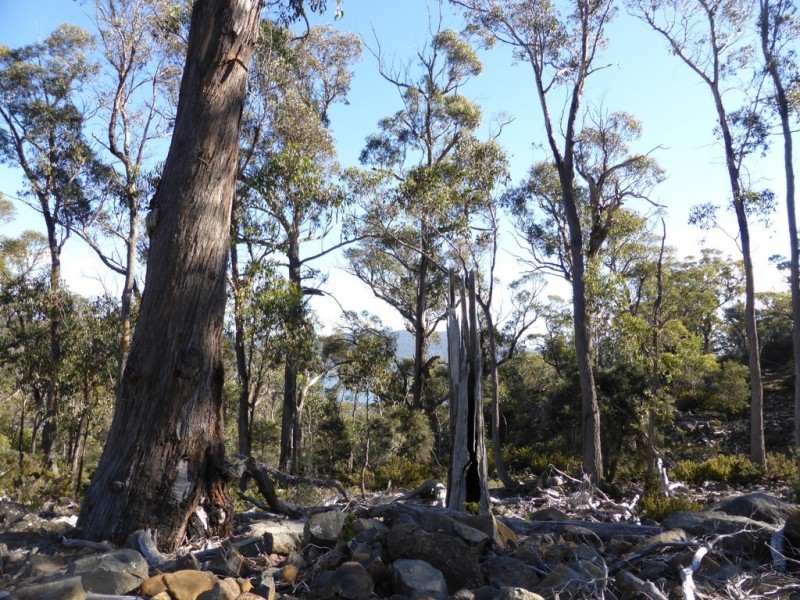 Lot 1 and Lot 2 Alma Tier Road, Interlaken TAS 7030