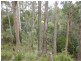 Lot 1 The Avenue, Ellendale TAS 7140
