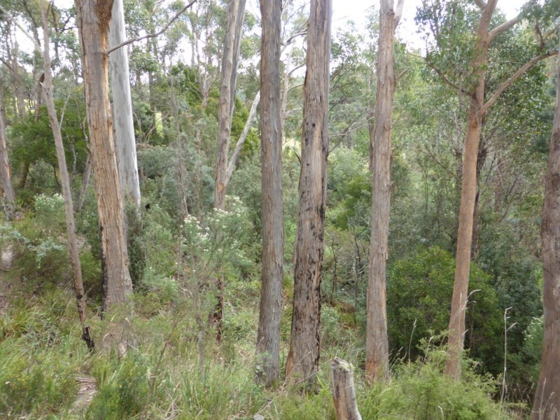 Lot 1 The Avenue, Ellendale TAS 7140