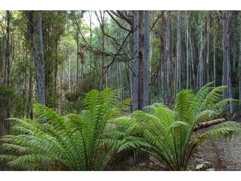 Lot 1 Gumpits Road, Birchs Bay TAS 7162
