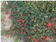 201 Springvale Road, Campania TAS 7026