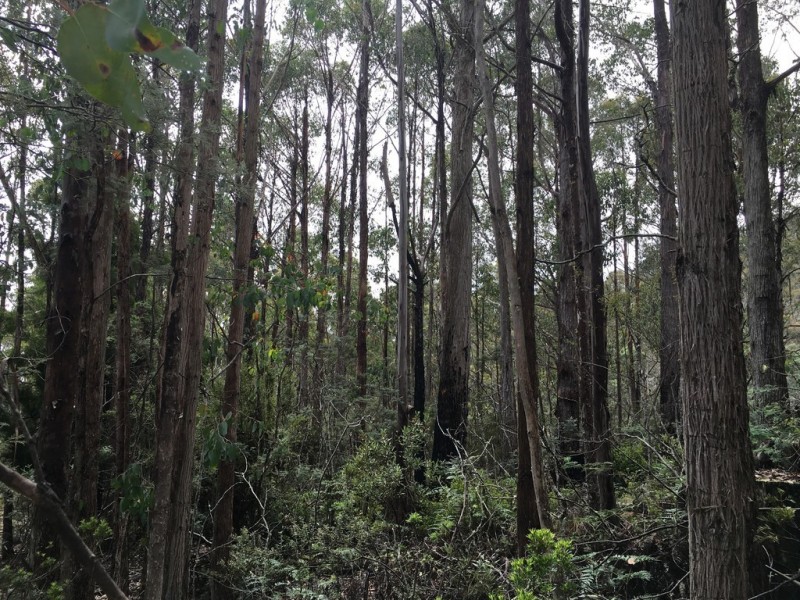 301 Woodsdale Back Road, Woodsdale TAS 7120