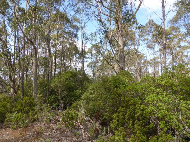 301 Woodsdale Back Road, Woodsdale TAS 7120