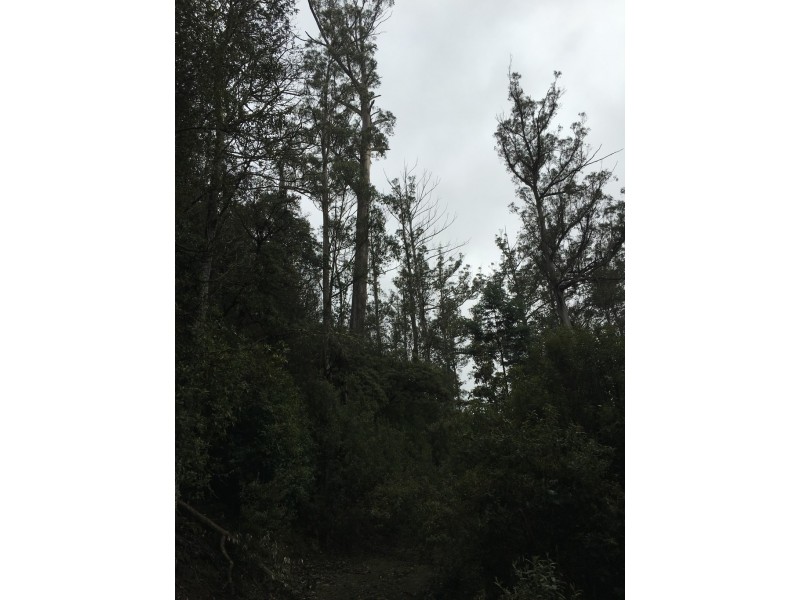 301 Woodsdale Back Road, Woodsdale TAS 7120