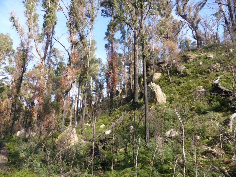 Lot 2 Pearces Road, Strickland TAS 7140