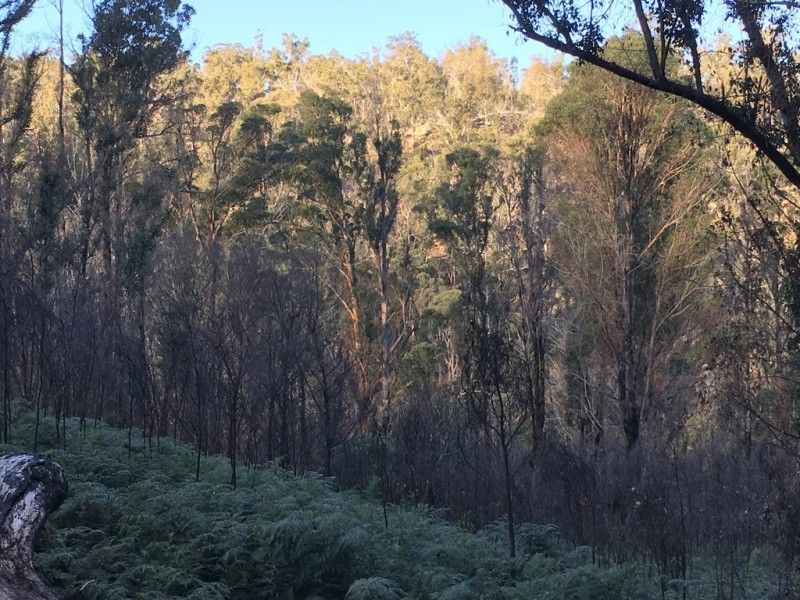 Lot 2 Pearces Road, Strickland TAS 7140