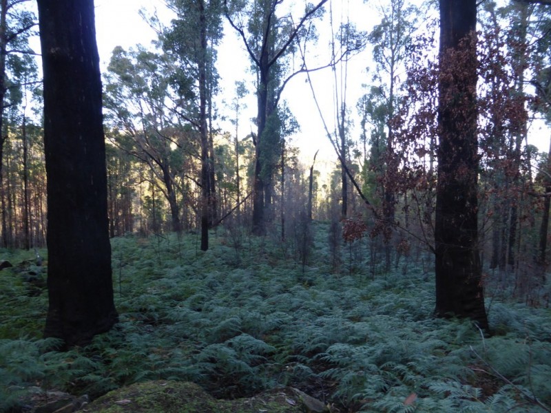 Lot 2 Pearces Road, Strickland TAS 7140