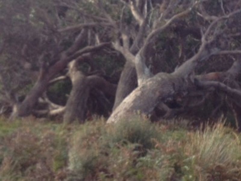 543 Safety Cove Road, Port Arthur TAS 7182