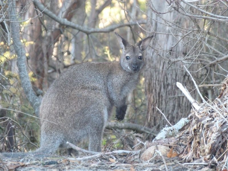 116 Coal Mine Road, Saltwater River TAS 7186