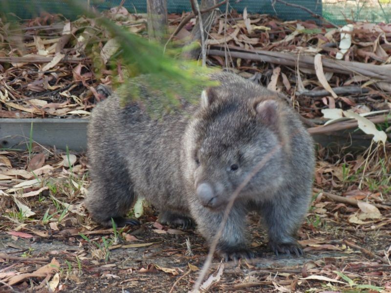 182 Old Jetty Road, Eaglehawk Neck TAS 7179