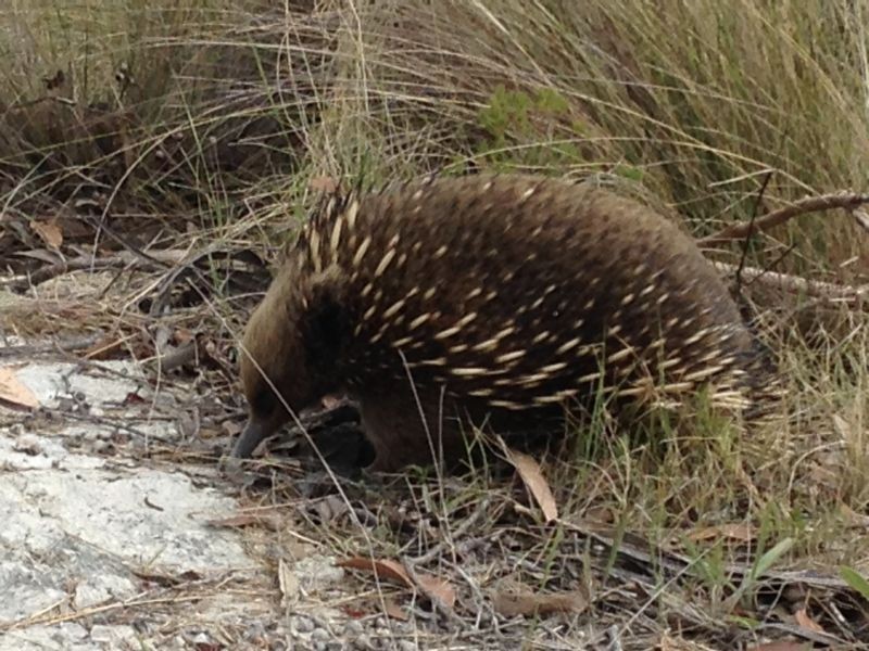 182 Old Jetty Road, Eaglehawk Neck TAS 7179