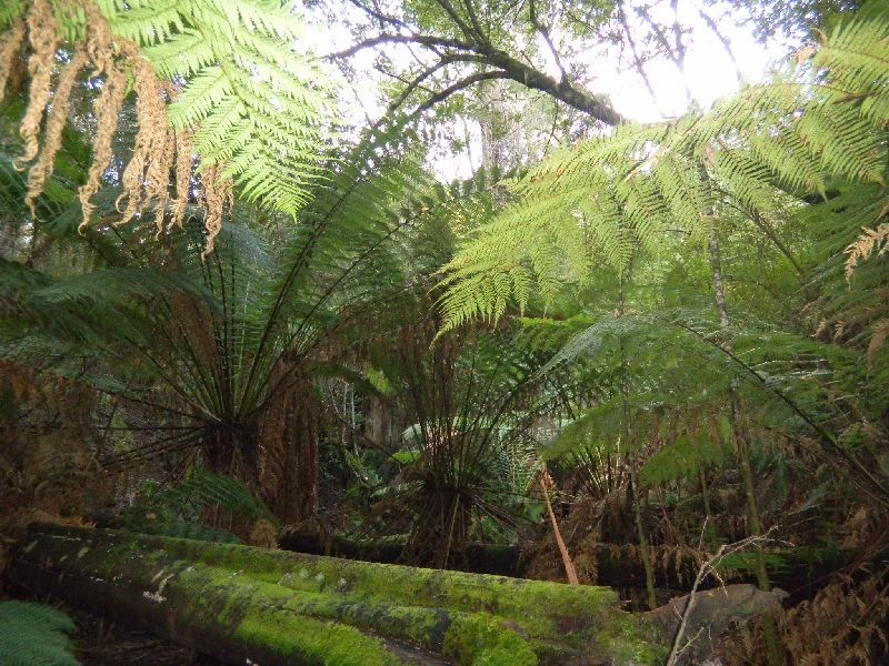 4895 Arthur Highway, Eaglehawk Neck TAS 7179