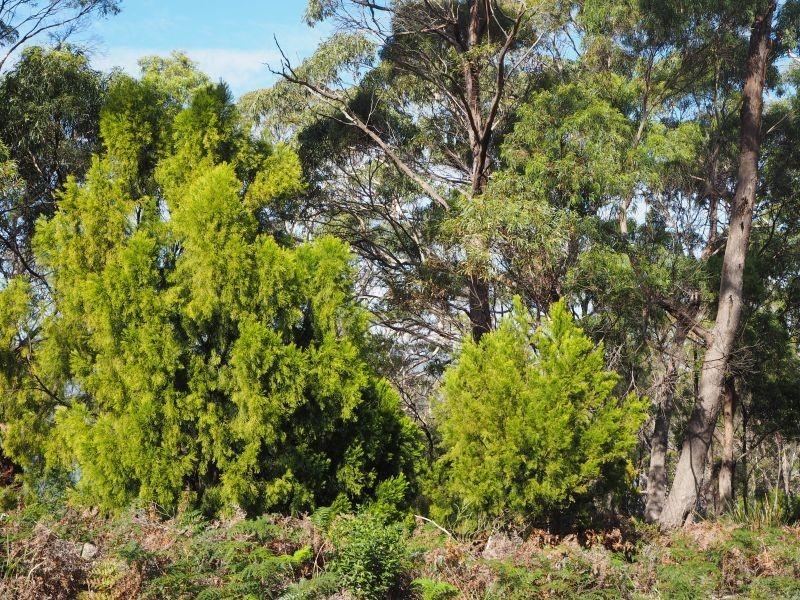 120 Roaring Beach Road, Nubeena TAS 7184