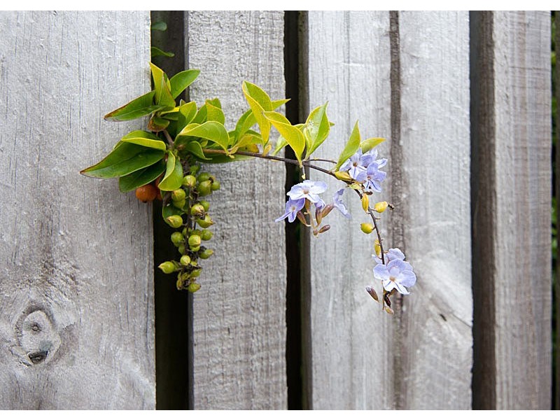 60 Calvary Crescent, Boondall QLD 4034