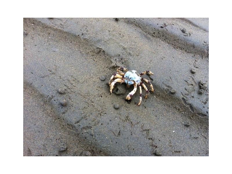 13/21 Rensburg Street, Brighton QLD 4017