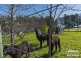 52 Gulfview Drive, One Tree Hill SA 5114